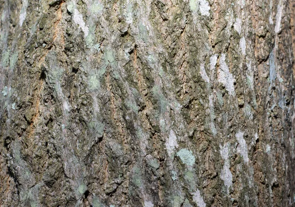 Textura Natural Madeira Clara — Fotografia de Stock