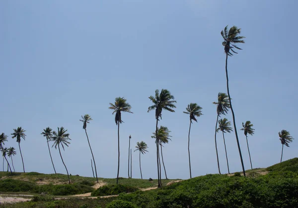 Amazing Landscape Full Coconut Trees Sunny Day — Stock Photo, Image