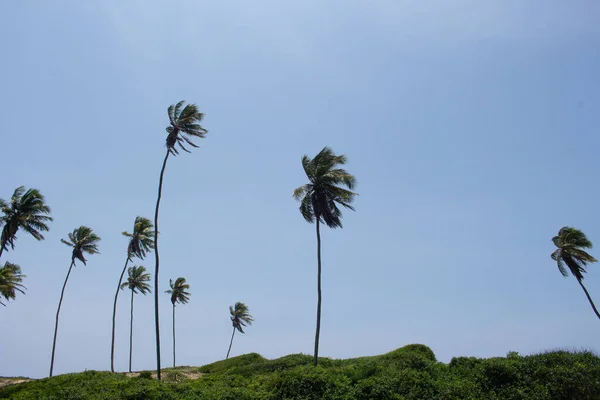 Incrível Paisagem Cheia Coqueiros Dia Ensolarado — Fotografia de Stock