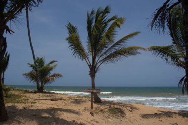 Hindistancevizi ağacıyla muhteşem bir manzara ve 