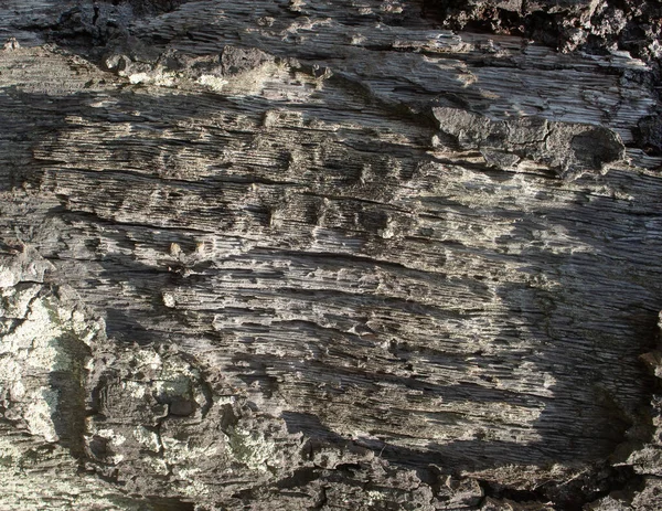 Přírodní Dřevo Textura Šedou Barvou — Stock fotografie