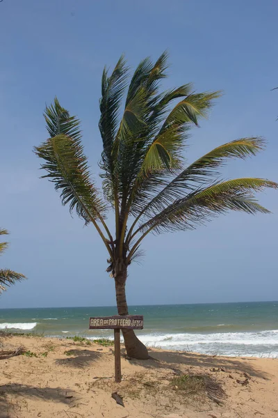 Increíble Paisaje Con Árbol Coco Cartel Que Dice Zona Protección —  Fotos de Stock