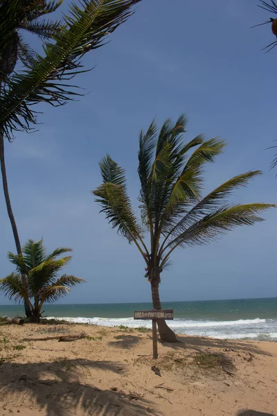 코코넛 나무가 놀라운 풍경과 표지판이 있습니다 쓰레기를 가져가 — 스톡 사진