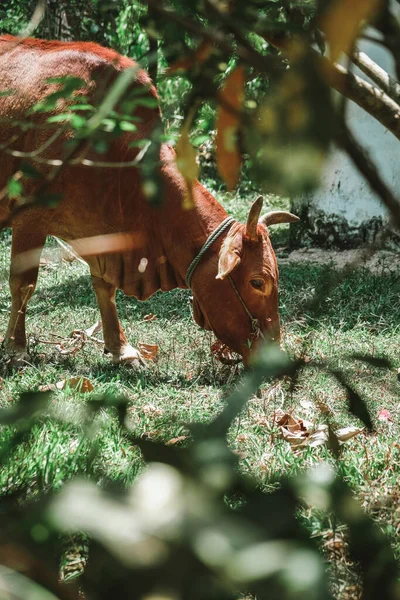 Cute brown cow with little horns eating grass outside in the yard. Lonely chewing domestic animal with sad eyes tied with rope. Close peek view at a grazing creature from behind the bush.