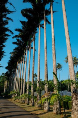 Kandy, Sri Lanka 'da güzel bir Peradeniya botanik bahçesinde Palm alley. Lahana palmiyesi bulvarı (Roystonia oleracea) uzun palmiye türleriyle çevrilidir. Doğada güneşli bir gün.