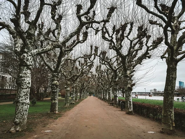 Leere Platanen Allee Frankfurt Der Uferpromenade Seltsame Kahle Bäume Winter — Stockfoto