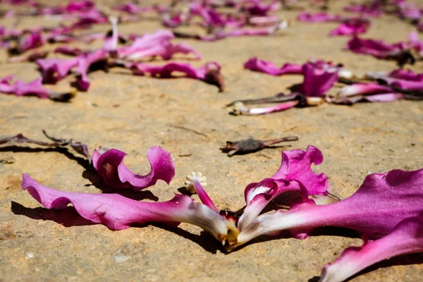 Fallen pink flower petals scattered all over the sand ground. Symbolize unhappiness, sadness, hopelessness and despair for a heartbroken human. Passed away in the middle of blooming season.