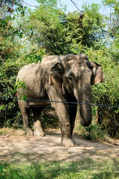 Elefante Capturado Meio Uma Cidade Sri Lanka Paisagem Urbana Ásia — Fotografia de Stock