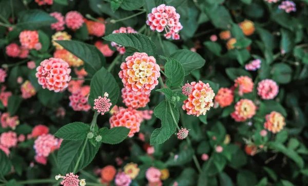 Mooie Geurige Bloeiende Bloemen Van Bloeiende Plant Lantana Camara Uit — Stockfoto
