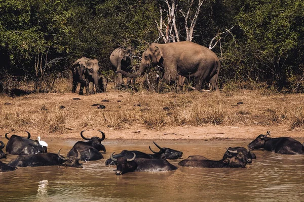 Família Elefantes Parque Nacional Udawalawe Sri Lanka Observação Vida Selvagem — Fotografia de Stock