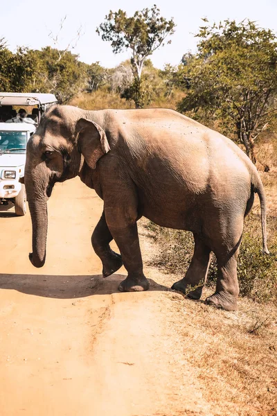 Elefante Enorme Atravessando Estrada Bem Antes Jipe Cheio Turistas Sri — Fotografia de Stock