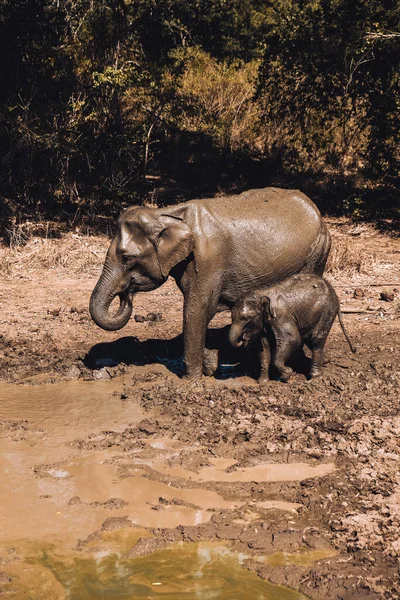 Elephant mom and baby drinking water from a mud lake in Udawalawe National Park, Sri Lanka. Closeup view from safari jeep.