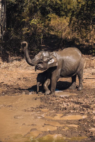 Elephant Mother Baby Having Fun Mud Udawalawe National Park Sri — Stock Photo, Image