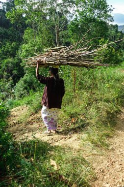 Sri Lanka 'daki geleneksel köy manzarası: Yerli bir kadın ağır çalılar taşıyor. Tipik Asya kültürel farklılığı görülmeye değer..