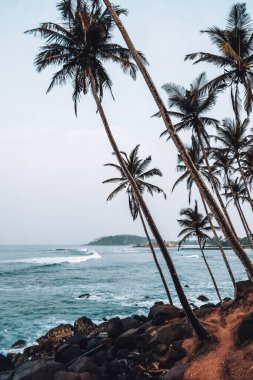 Coconut Tree Hill, Mirissa plajı yakınlarında bir yer. Tepenin her tarafında palmiye ağaçları çapraz olarak büyüyor. Arka planda deniz olan yaratıcı bir açı. Güneşin doğuşunda güzel manzara.