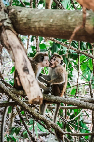 Two Monkeys Kissing Sitting Together Tree Cute Emotions Monkey Couple — Stock Photo, Image