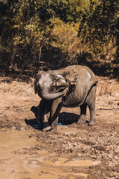 Elefante Mãe Fazendo Chuveiro Para Seu Bezerro Lama Parque Nacional — Fotografia de Stock