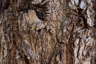 Ağaç kabuğu.