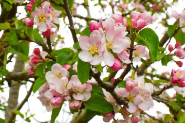 Güzel bir bahçede çiçek açan elma ağacı. Yakın plan. Kavram. Kart, kartpostal, duvar kağıdı, basılı ürünler..