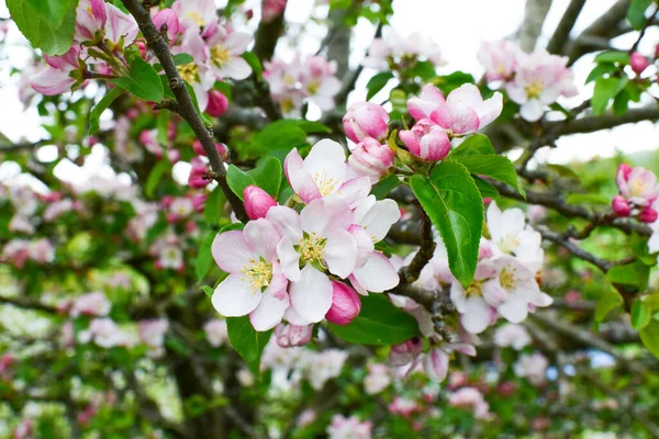 Güzel bir bahçede çiçek açan elma ağacı. Yakın plan. Kavram. Kart, kartpostal, duvar kağıdı, basılı ürünler..