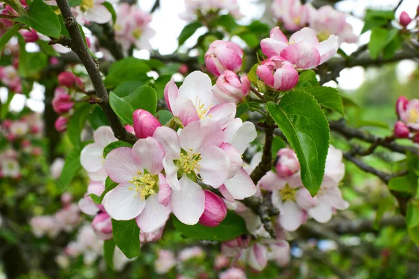 Güzel bir bahçede çiçek açan elma ağacı. Yakın plan. Kavram. Kart, kartpostal, duvar kağıdı, basılı ürünler..