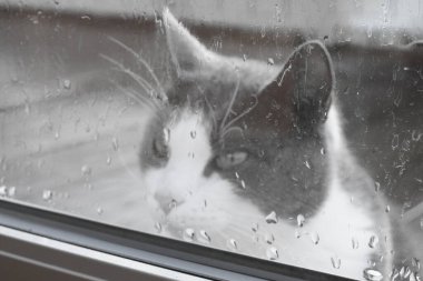 Yağmurdaki kedi, pencerenin ıslak camından odaya bakar. Bulanık arkaplan, odaklanmamış. Siyah ve beyaz