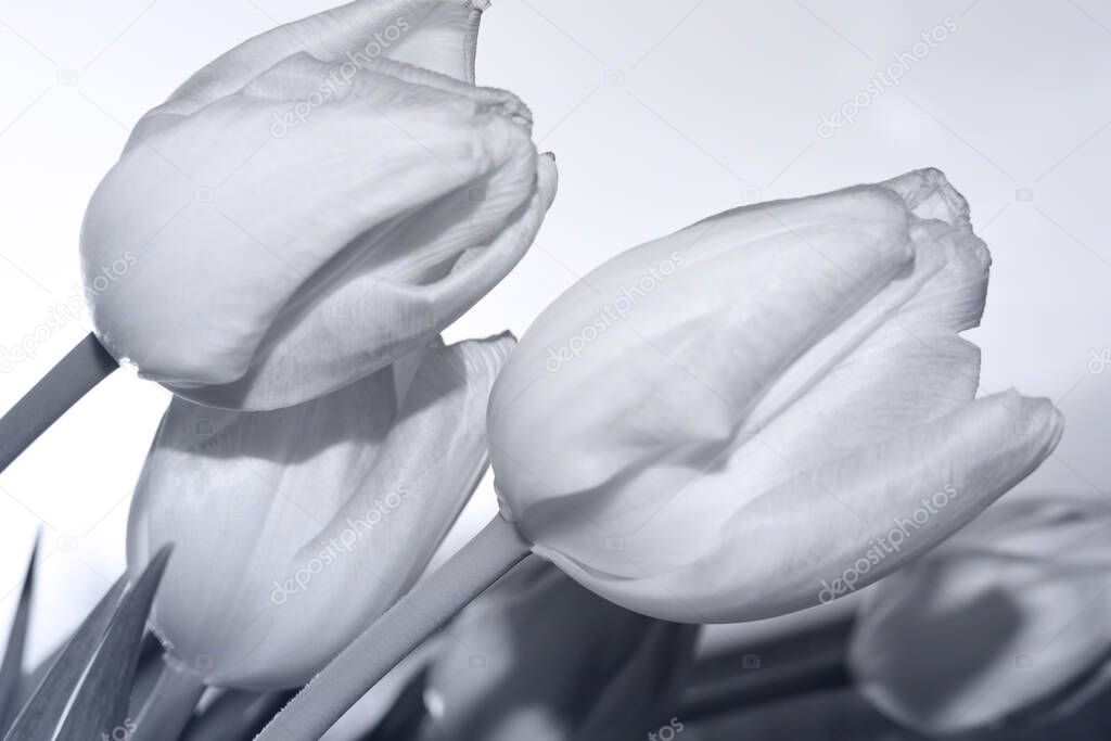 Bouquet of tulips. Black and white image.