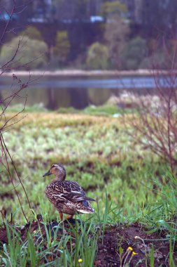 Ördek yavrularıyla ördek ailesi. Moskova Parkı 2020.