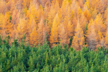 Yeşil kozalaklı ağaçların üzerinde bir grup portakal ağacı var.