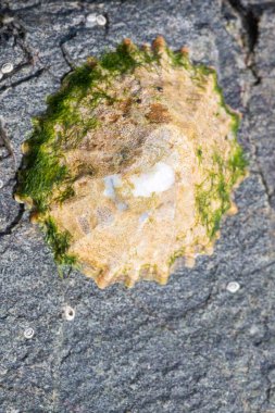Bir kayaya bağlanmış yaygın deniz feneri