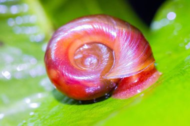 Kırmızı ramshorn salyangozu (Planorbis rubrum))