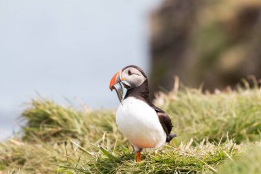 İskoçya 'daki Lunga Treshnish adalarında kum yılanbalığı ile martı