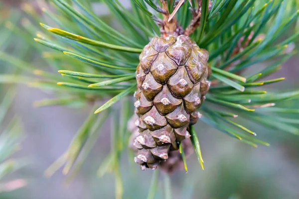 Kon Skotsk Tall Pinus Sylvestris — Stockfoto