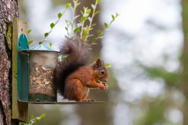 Red squirrel at feeder eating nuts