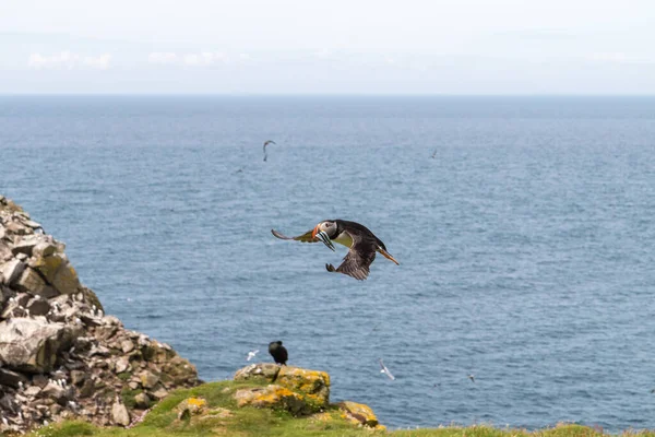 Flying puffin with sand eels on Lunga Treshnish isles in Scotland