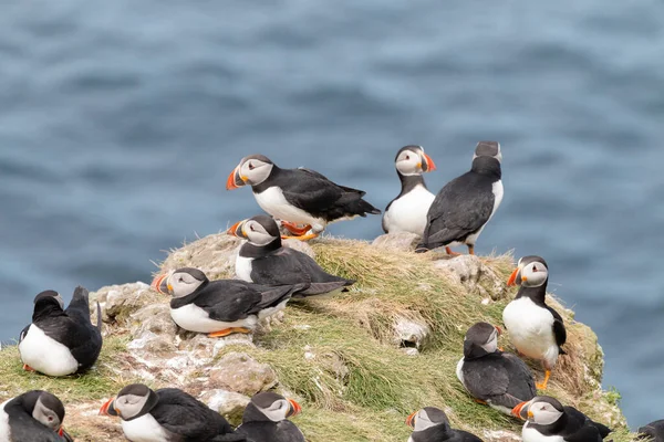 Group Puffins Lunga Treshnish Isles Scotland Stock Image