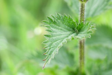Isırgan otu (Urtica dioica) yaprağı