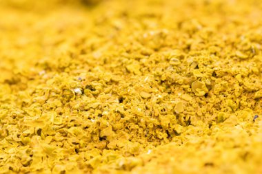 Xanthoria parietina ortak turuncu liken