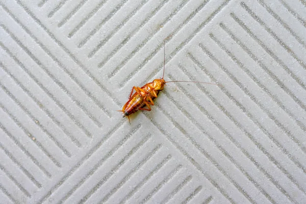 Cockroach Dead Floor — Stock Photo, Image