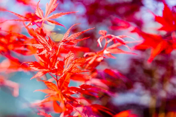 Japonya'da yumuşak odak kırmızı acer palmatum akçaağaç yaprakları
