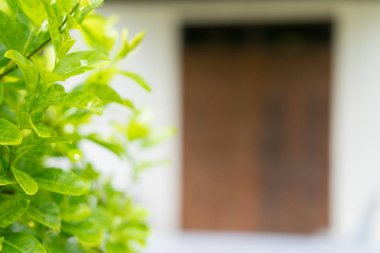 Bulanık yeşil arka bahçede yeşil yaprak closeup doğa görünümü