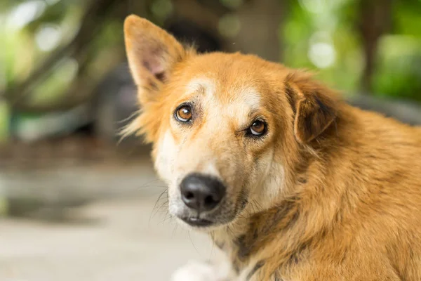 Köpek suratı, kahverengi köpek, portre Tay köpek