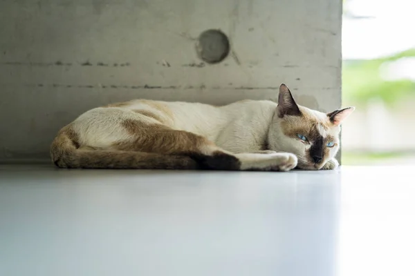 Grå Färg Katt Som Sover Väggen — Stockfoto