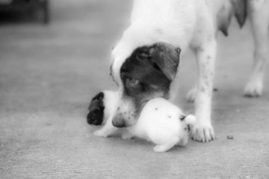 siyah beyaz resim, annesi sokak köpekleri bulanıklık taşımak köpek yavrusu Sokağı'nda