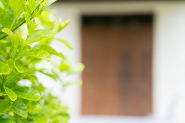 Bulanık yeşil arka bahçede yeşil yaprak closeup doğa görünümü