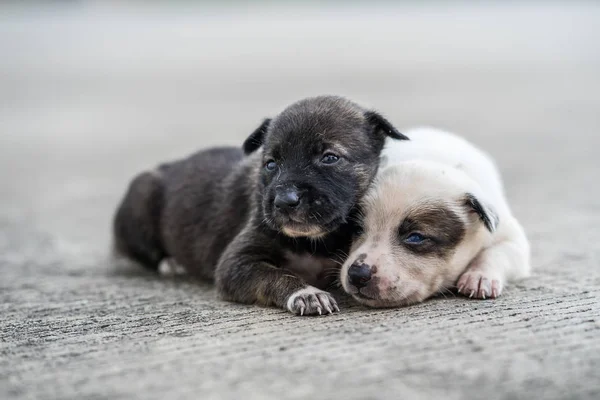 Chiots Errants Couchés Dans Rue — Photo