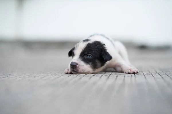 Black White Stray Puppy Lying Street — Stock Photo, Image