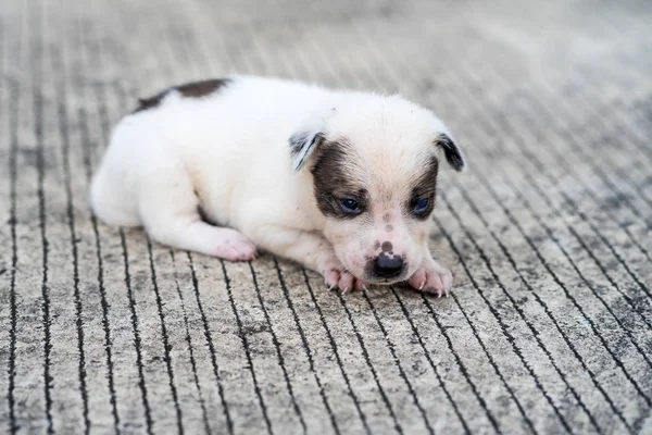 Filhote Cachorro Preto Branco Perdido Deitado Rua — Fotografia de Stock