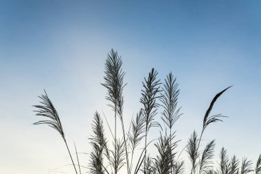 çiçekler çim gökyüzü arka planı
