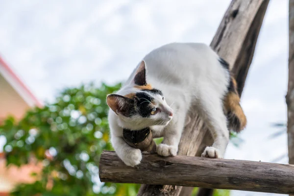 Bahçedeki Ahşap Dal Yavru Kedi Oturur — Stok fotoğraf